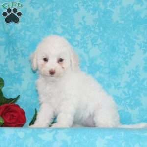 Princess, Maltipoo Puppy